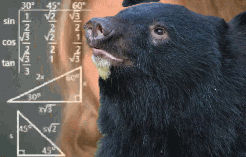A confused looking bear has math floating in front of its face